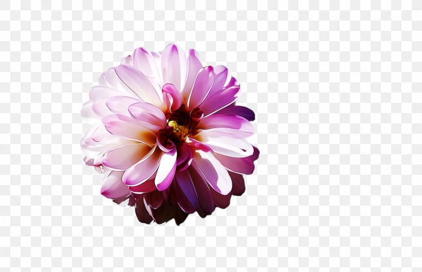 Petal Flower Pink Violet Purple, PNG, 2488x1608px, Petal, Dahlia, Daisy Family, Flower, Pink Download Free