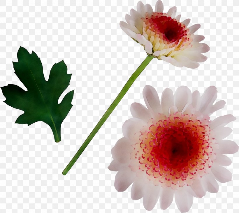 Transvaal Daisy, PNG, 1452x1298px, Transvaal Daisy, Artificial Flower, Asterales, Barberton Daisy, Daisy Family Download Free