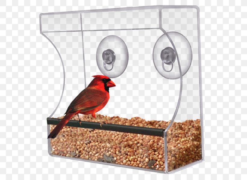 Bird Feeders Squirrel Window Finches, PNG, 587x600px, Bird, Beak, Bird Day, Bird Feeders, Bird Food Download Free