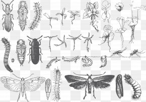 Vector Insects - Butterfly Insect Euclidean Vector PNG