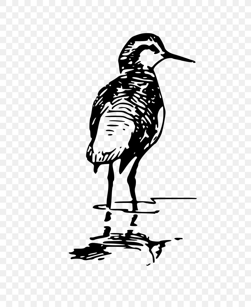 Duck Bird Phalaropes Clip Art, PNG, 732x1000px, Duck, Art, Artwork, Beak, Bird Download Free