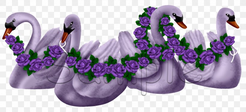 Lavender Lilac Violet Water Bird Purple, PNG, 1600x734px, Lavender, Anatidae, Bird, Cygnini, Duck Download Free