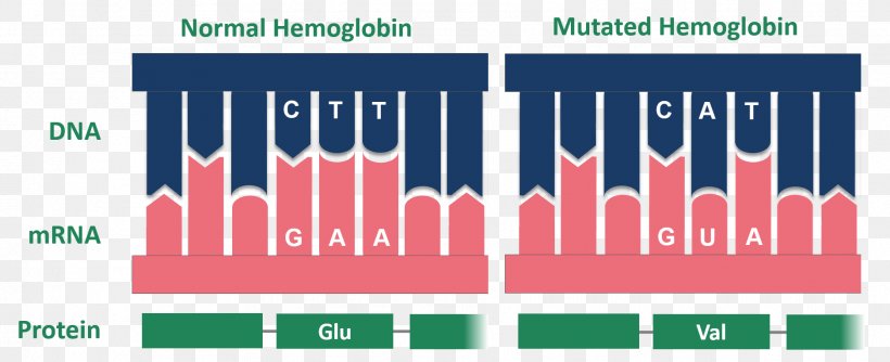 Sickle Cell Disease Glycated Hemoglobin Point Mutation, PNG, 1874x764px, Sickle Cell Disease, Amino Acid, Brand, Cancer, Codon Download Free
