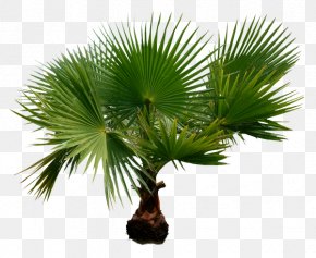 Palm Illustration - Arecaceae Clip Art PNG