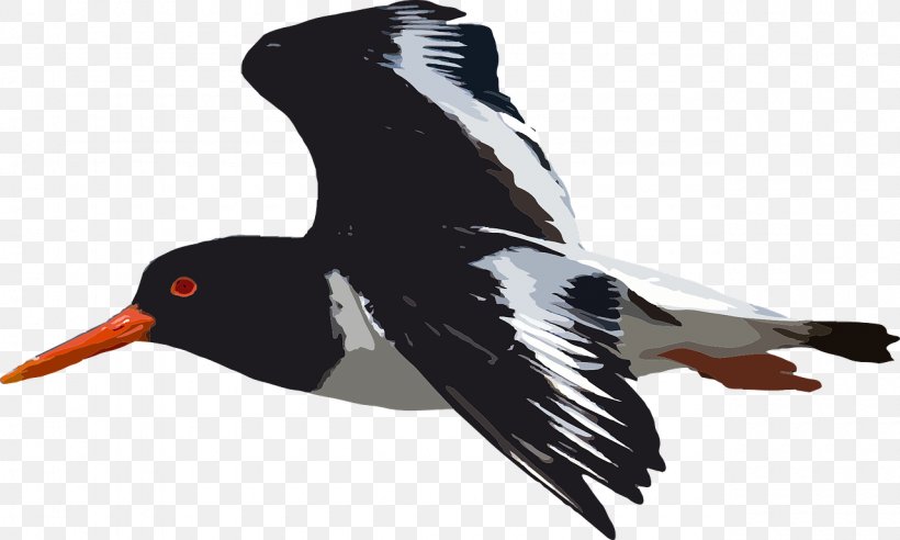 Bird Vector Graphics Clip Art Image, PNG, 1280x768px, Bird, Animal, Beak, Black And White, Black Skimmer Download Free