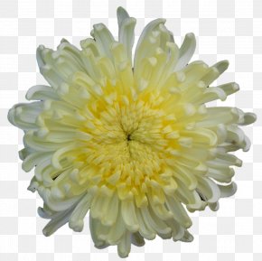 Chrysanthemum - Chrysanthemum Transvaal Daisy PNG