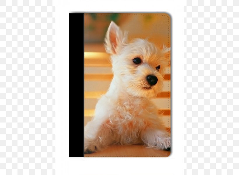Puppy Maltese Dog Pet Sitting Desktop Wallpaper Wallpaper, PNG, 600x600px, Puppy, Bark, Carnivoran, Cat, Companion Dog Download Free