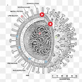 Virus Amplifying Mycoplasma - Swine Influenza Influenza A Virus Subtype H1N1 Pandemic PNG