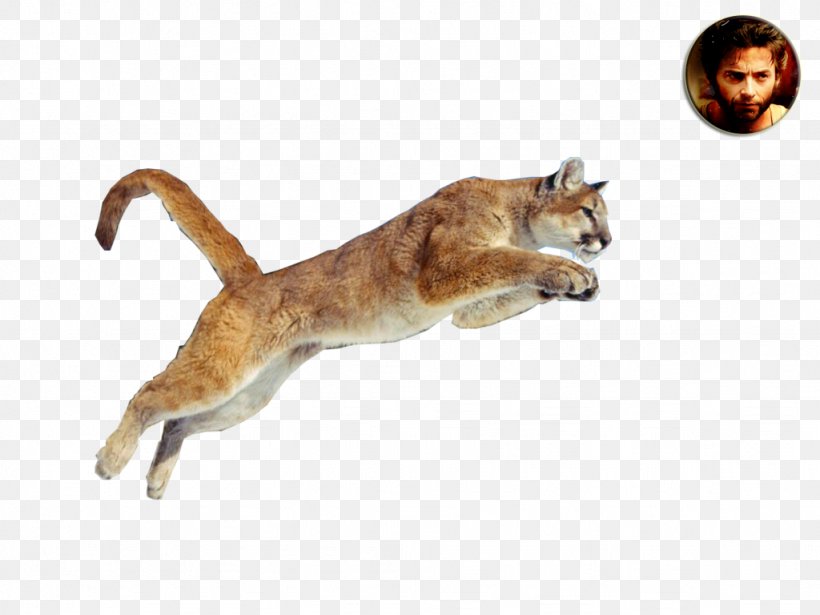 Wildcat Cougar Whiskers Lion, PNG, 1024x768px, Cat, Animal, Big Cat, Carnivoran, Cat Like Mammal Download Free