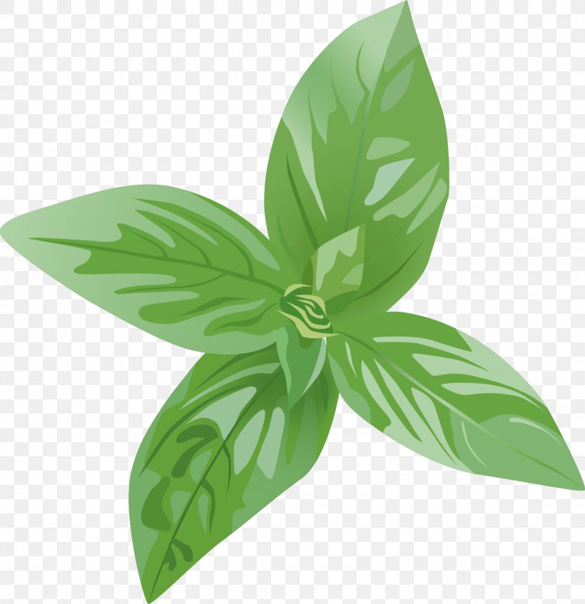 Basil Vector Graphics Herb Spice, PNG, 1620x1675px, Basil, Anise, Bay Leaf, Condiment, Flower Download Free