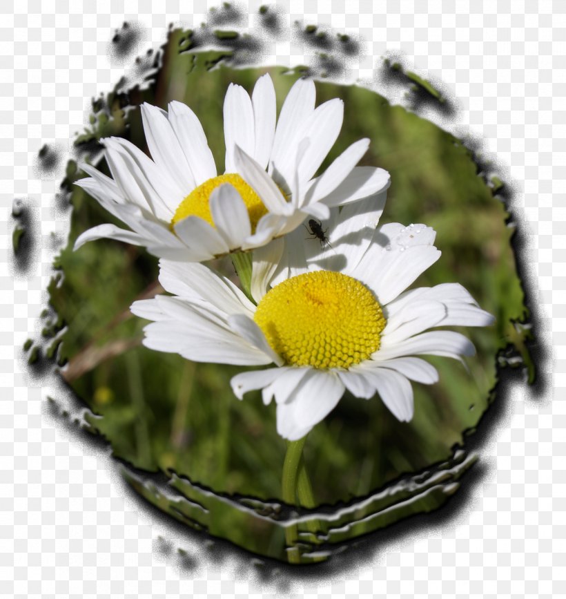 Common Daisy Chrysanthemum Plant Flower Oxeye Daisy, PNG, 1210x1280px, Common Daisy, Annual Plant, Asteroideae, Botany, Chamomile Download Free