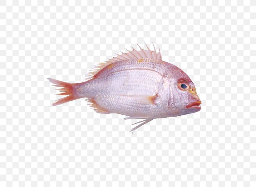 Fish Red Pink Pagrus Major, PNG, 600x600px, Fish, Animal Source Foods, Color, Deep Sea Fish, Fauna Download Free