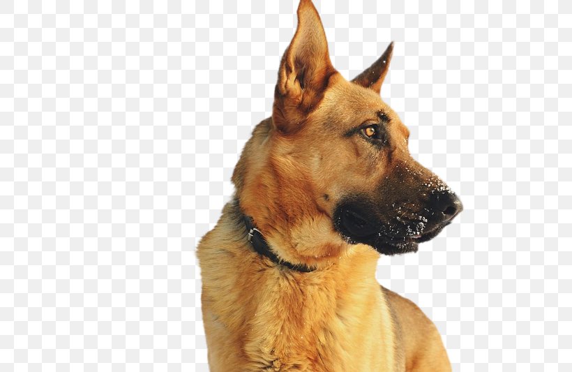 German Shepherd Labrador Retriever Pit Bull Golden Retriever Puppy, PNG, 800x533px, German Shepherd, Breed, Dog, Dog Breed, Dog Breed Group Download Free