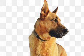 Golden Retriever - German Shepherd Labrador Retriever Pit Bull Golden Retriever Puppy PNG