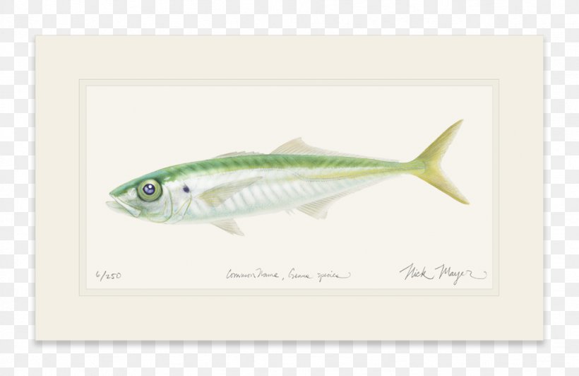 Mackerel Sardine, PNG, 1023x664px, Mackerel, Fin, Fish, Organism, Sardine Download Free