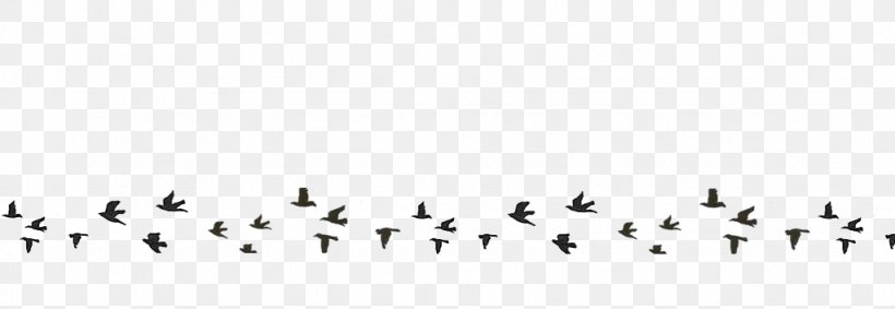 Bird Migration Line Point Font, PNG, 1023x354px, Bird Migration, Animal Migration, Beak, Bird, Black Download Free