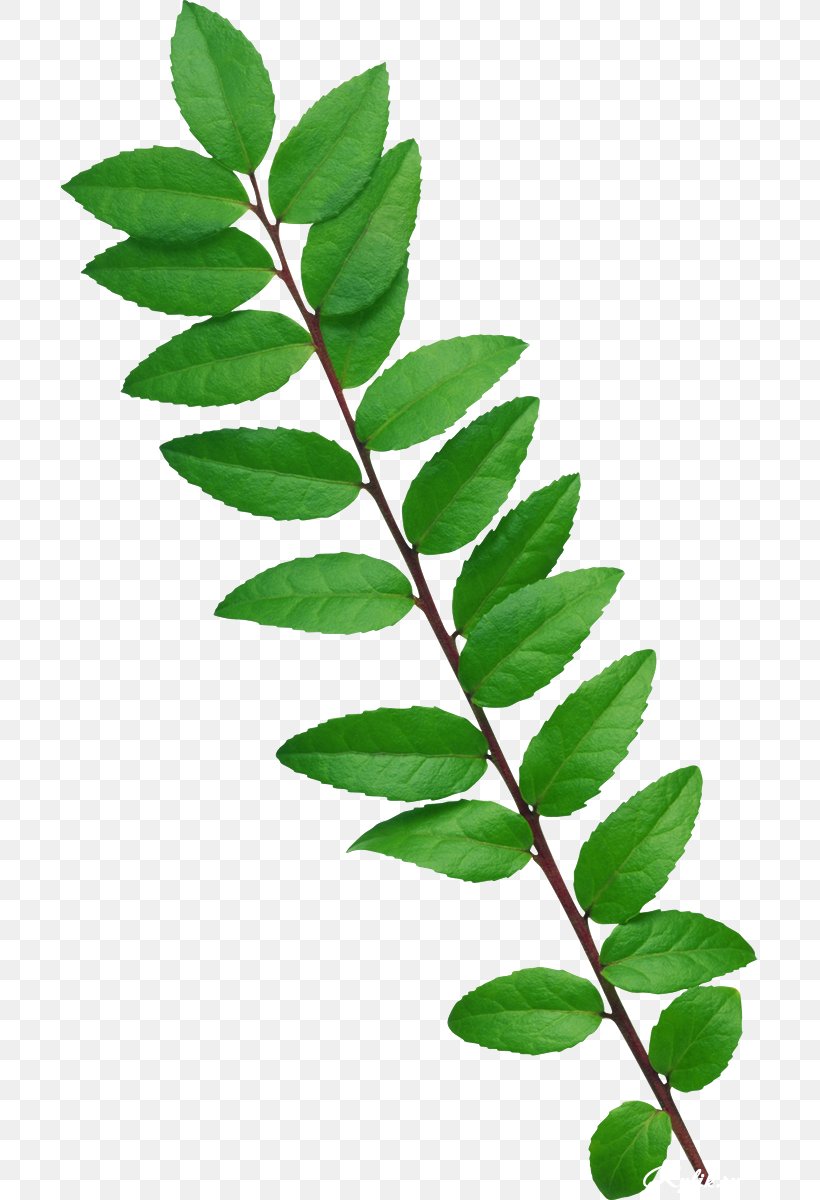 Leaves Pattern, PNG, 697x1200px, 3d Computer Graphics, Tiff, Branch, Chart, Data Download Free