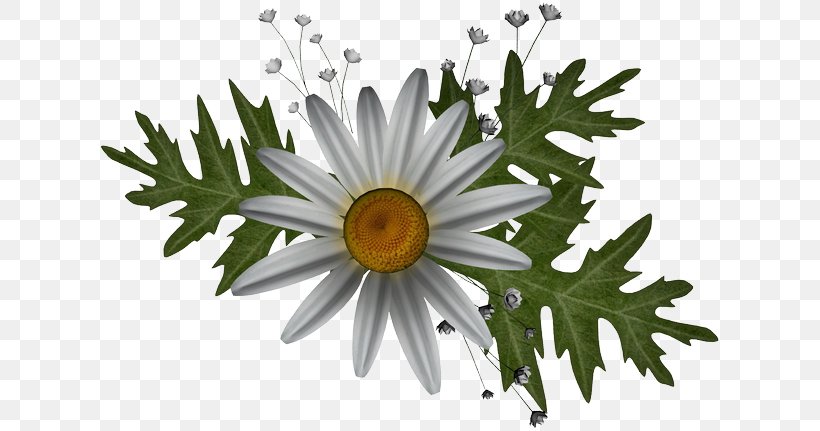 Oxeye Daisy PhotoFiltre Graphics Software, PNG, 623x431px, Oxeye Daisy, Advertising, Chrysanthemum, Chrysanths, Daisy Download Free