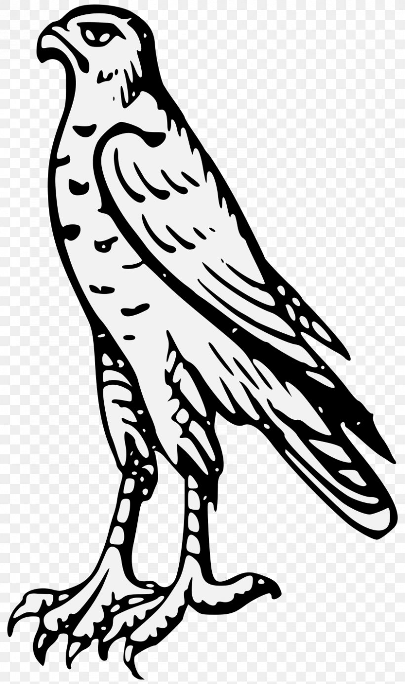 Clip Art Image Drawing Illustration Hawk, PNG, 843x1424px, Drawing, Accipitriformes, Art, Beak, Bird Download Free