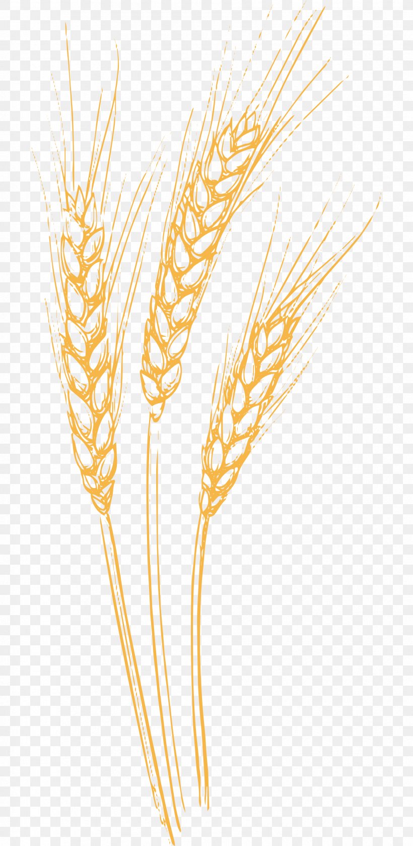 Drawing Ear Cereal, PNG, 1809x3703px, Drawing, Cereal, Cereal Germ, Commodity, Common Wheat Download Free