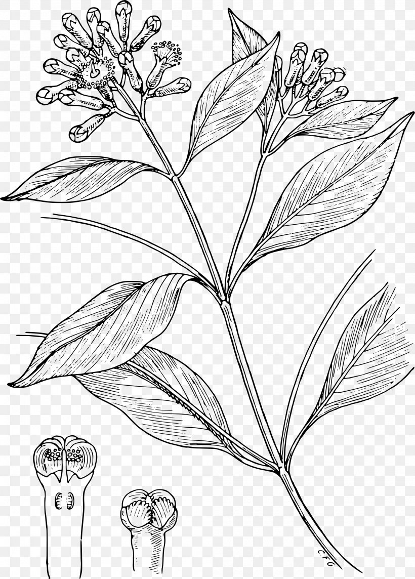 Drawing Toothpaste Clove Condiment, PNG, 2000x2791px, Drawing, Artwork, Black And White, Branch, Charcoal Download Free