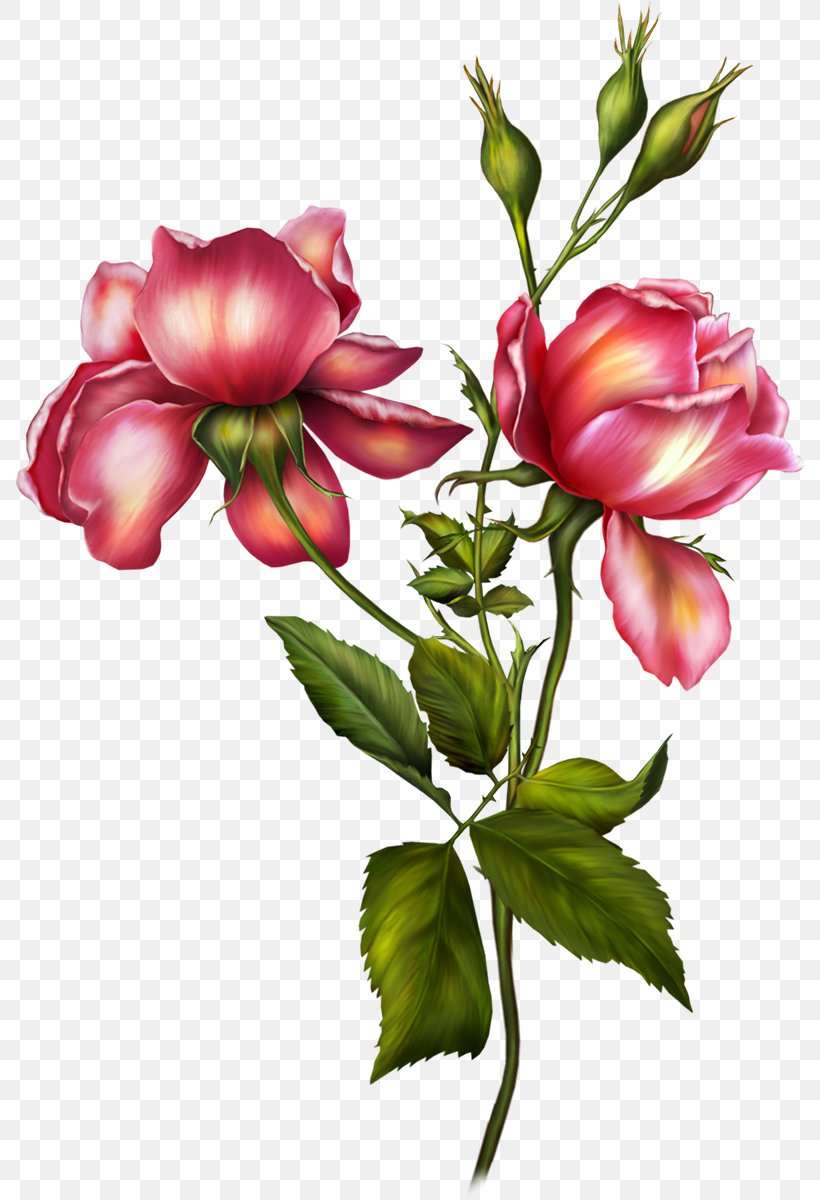 Flower Garden Roses Clip Art, PNG, 790x1200px, Flower, Bud, Cut Flowers, Floral Design, Flowering Plant Download Free