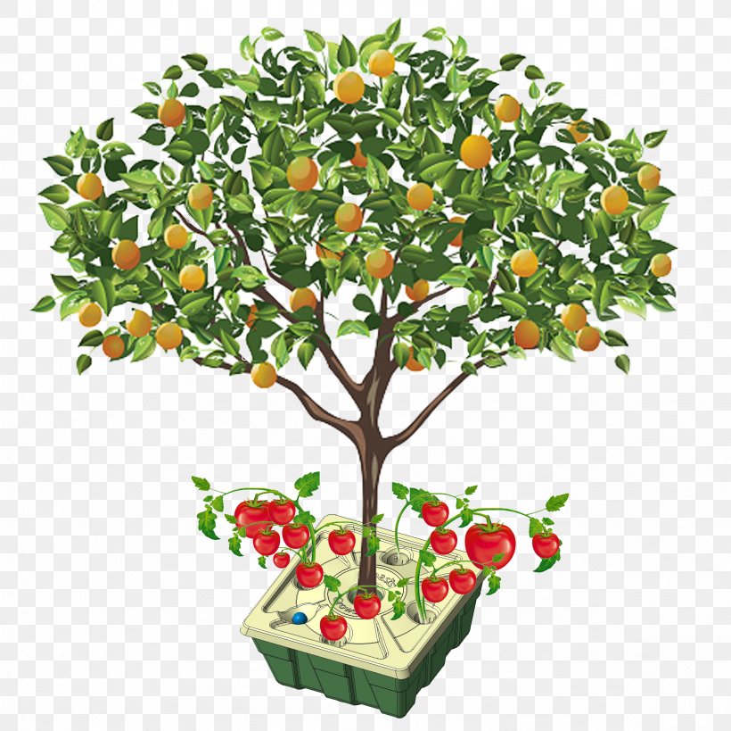 Fruit Tree Orange Apple, PNG, 2362x2362px, Fruit Tree, Apple, Berry, Branch, Citrus Download Free