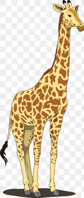Giraffes Giraffes Images Giraffes Giraffes Transparent Png Free