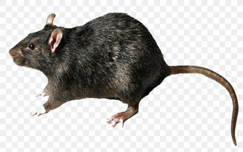Clip Art Rodent Brown Rat Desktop Wallpaper, PNG, 957x600px, Rodent, Black Rat, Brown Rat, Fare, Gerbil Download Free