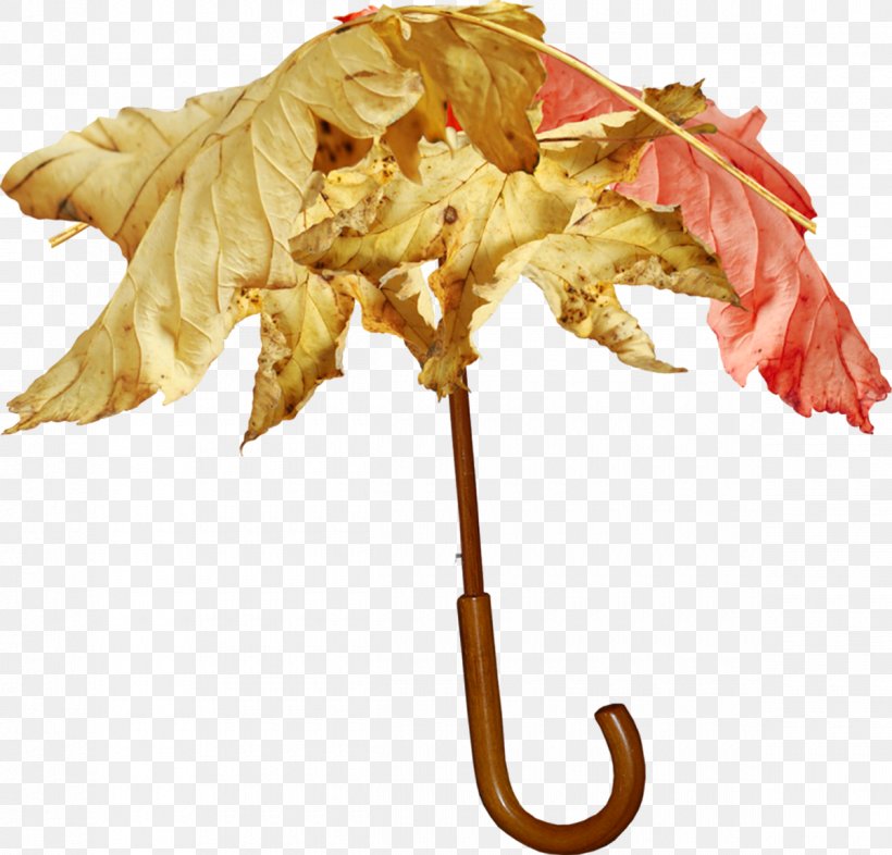 Umbrella Leaf Clip Art, PNG, 1200x1151px, Umbrella, Digital Image, Leaf, Maple Leaf, Plant Download Free