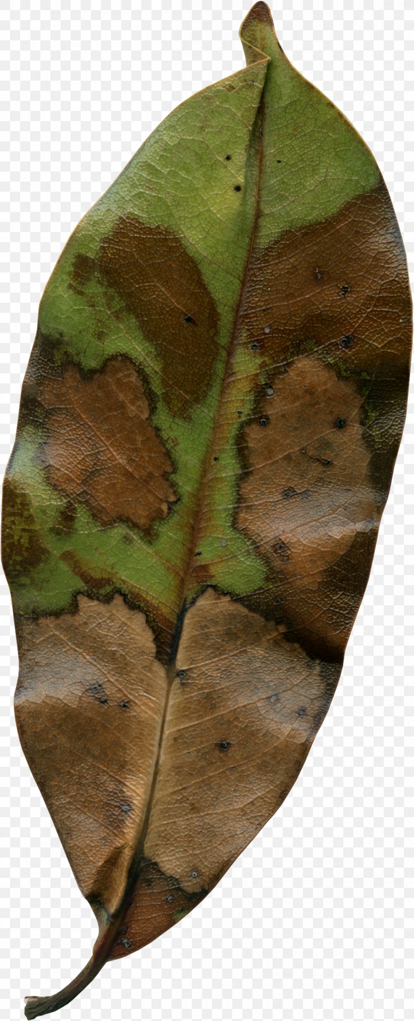 Autumn Leaf Photography, PNG, 1200x2963px, Autumn, Dead Leaves, Leaf, Magnolia, Monochrome Download Free