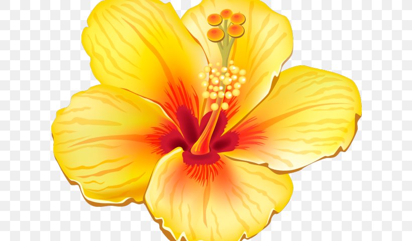 Clip Art Flower Image Openclipart, PNG, 640x480px, Flower, Chinese Hibiscus, Document, Drawing, Flowering Plant Download Free