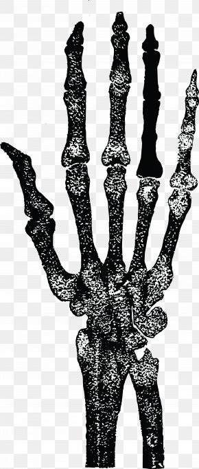 Skeleton - Human Skeleton Finger Hand Human Anatomy PNG