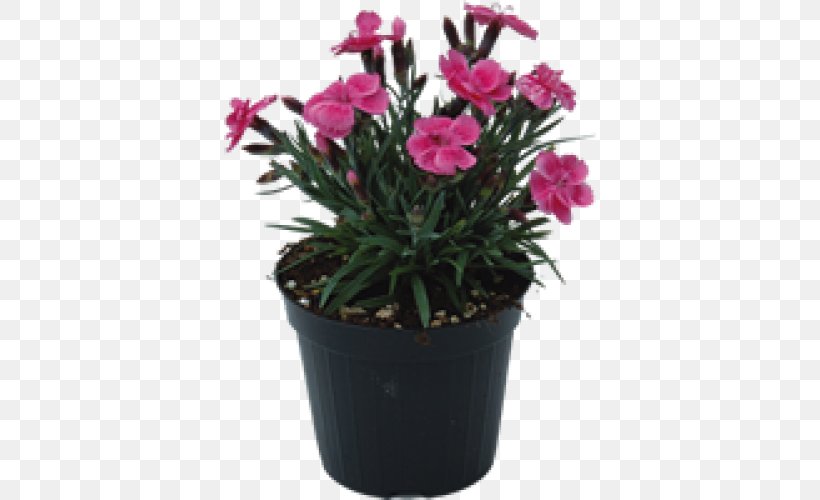 Pink M Flowerpot Cut Flowers Houseplant, PNG, 500x500px, Pink, Cut Flowers, Dianthus, Flower, Flowering Plant Download Free