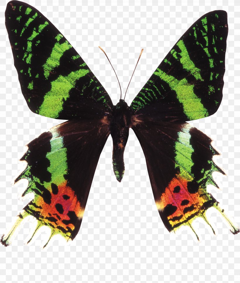 Butterfly Green Moth Stock Photography Clip Art, PNG, 3715x4381px, Butterfly, Arthropod, Brush Footed Butterfly, Butterflies And Moths, Green Download Free