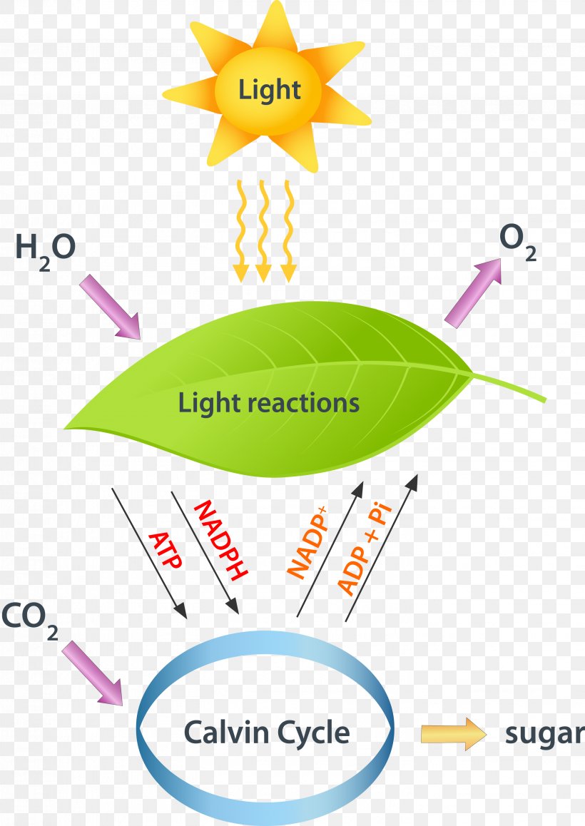 Light-dependent Reactions Photosynthesis Light-independent Reactions Calvin Cycle, PNG, 2908x4107px, Light, Area, Biology, Brand, Calvin Cycle Download Free