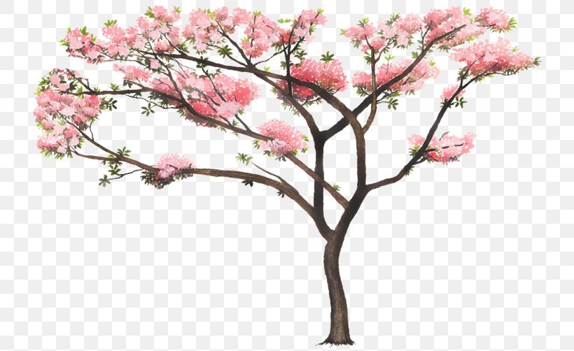 Tabebuia Rosea Tree Nature Woody Plant, PNG, 750x502px, Tabebuia Rosea, Art, Blossom, Branch, Cherry Blossom Download Free