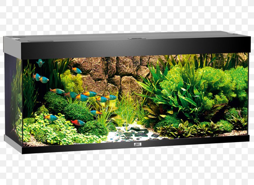 Aquarium Bitxi Light Fishkeeping, PNG, 800x600px, Aquarium, Aquarium Decor, Aquarium Lighting, Aquatic Plant, Armoires Wardrobes Download Free