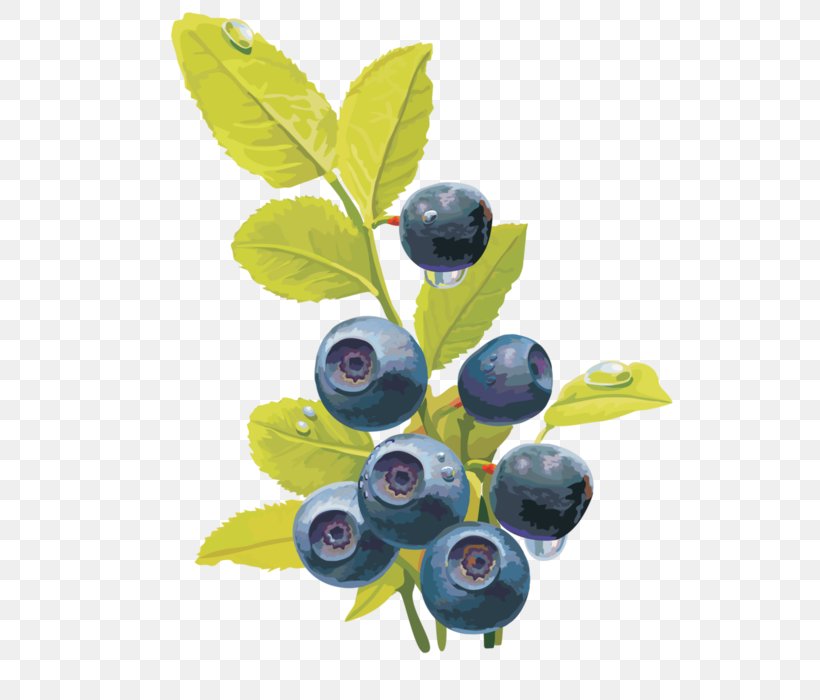 Bilberry Blueberry Fruit Red Raspberry, PNG, 555x700px, Bilberry, Aristotelia Chilensis, Berry, Blackberry, Blueberry Download Free