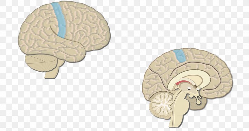Brain Visual Cortex Cerebral Cortex Primary Motor Cortex, PNG, 1200x630px, Watercolor, Cartoon, Flower, Frame, Heart Download Free