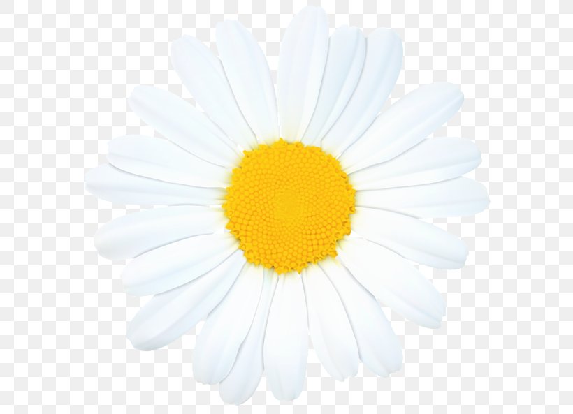 Common Daisy Royalty-free Clip Art, PNG, 600x593px, Common Daisy, Chamaemelum Nobile, Chamomile, Chrysanths, Cut Flowers Download Free