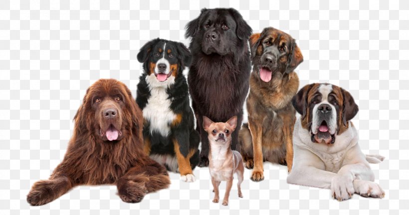 Shar Pei Chihuahua Newfoundland Dog Leonberger Puppy, PNG, 1000x526px, Shar Pei, Cat, Chihuahua, Companion Dog, Cuteness Download Free