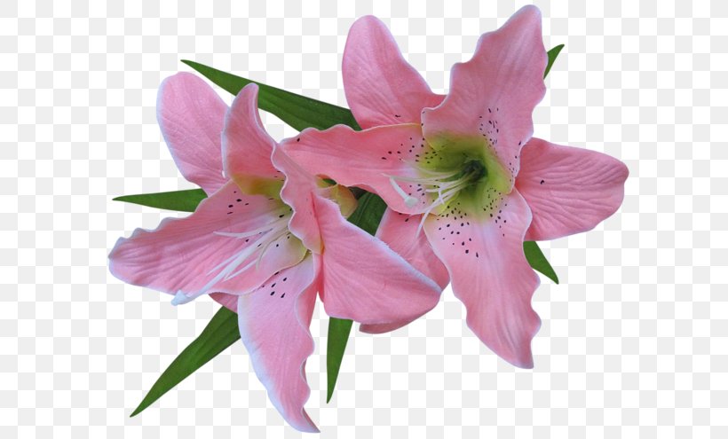 Tiger Lily Flower Arum-lily Easter Lily Clip Art, PNG, 600x495px, Tiger Lily, Alstroemeriaceae, Amaryllis, Amaryllis Belladonna, Arumlily Download Free