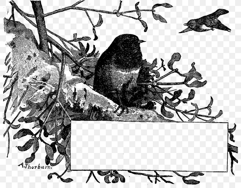 Fauna White Beak Mammal Font, PNG, 800x639px, Fauna, Beak, Bird, Black And White, Branch Download Free