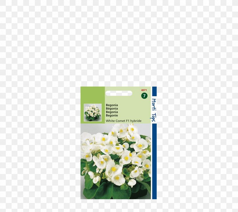 Les Bégonias Wax Begonia White Formula 1 Plants, PNG, 1466x1308px, Wax Begonia, Begonia, Botanical Name, Botany, Color Download Free