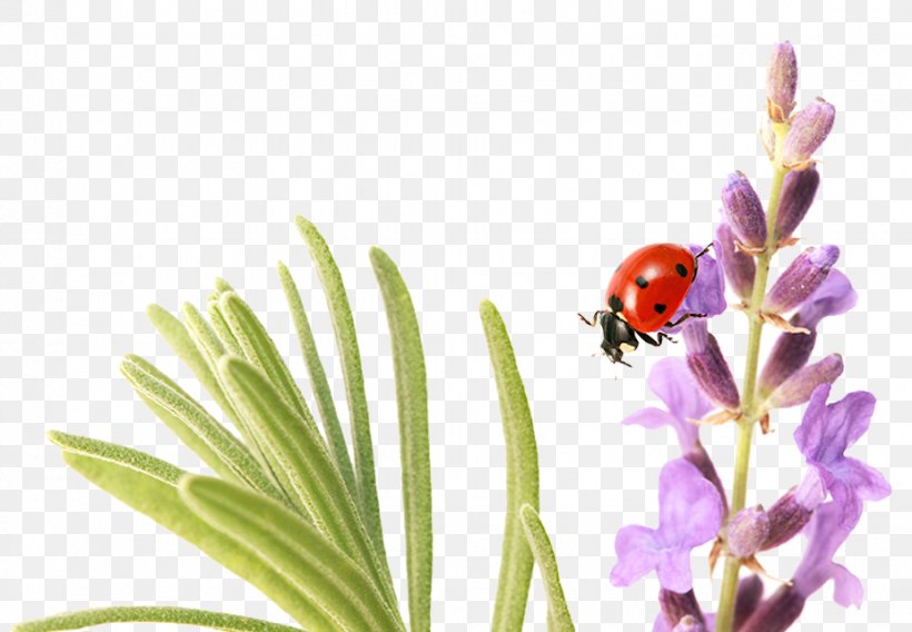 Petal Lavender Leaf Ladybird, PNG, 926x642px, Petal, Blossom, Coccinella Septempunctata, Cut Flowers, Designer Download Free