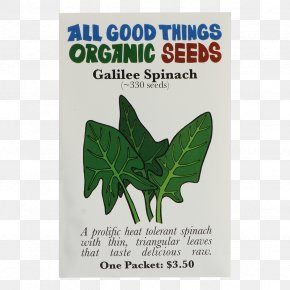 Watermelon - Seed Cucurbita Pepo Watermelon Lacinato Kale Variety PNG