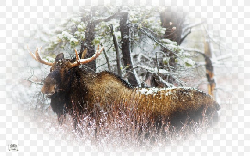Elk Père David's Deer Desktop Wallpaper Moose, PNG, 1500x938px, Elk, Animal, Antler, Cattle Like Mammal, Computer Download Free
