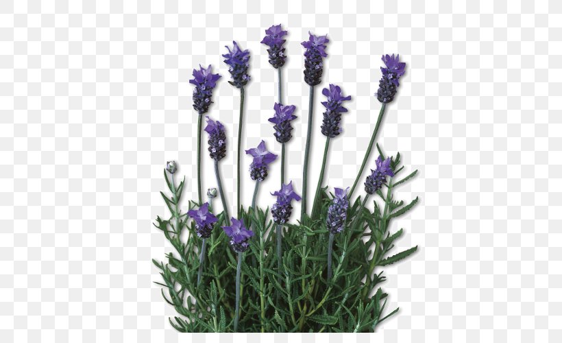 English Lavender Lavandula Dentata French Lavender Plant Lamiaceae, PNG, 500x500px, English Lavender, Common Sage, Flower, Flowering Plant, French Lavender Download Free
