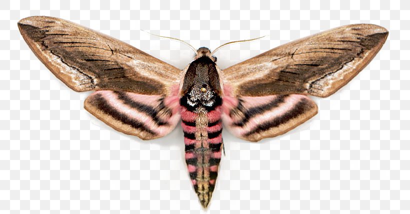 Insect Sphinx Ligustri Butterfly Agrius Convolvuli Moth, PNG, 774x428px, Insect, Acherontia Atropos, Agrius, Agrius Convolvuli, Arthropod Download Free
